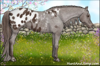 Horse Color:Liver Chestnut Appaloosa 