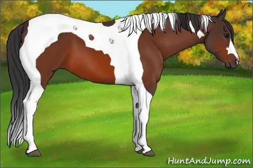 Horse Color:Bay Tobiano 