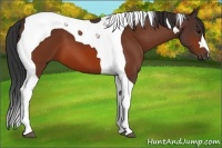 Horse Color:Bay Tobiano 