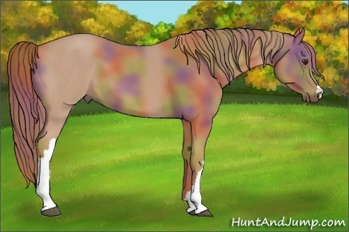 Horse Color:Nacre Chestnut
