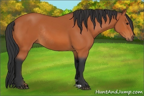 Horse Color:Bay Rabicano