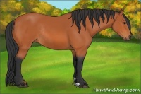 Horse Color:Bay Rabicano 