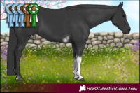 Horse Color:Black Tobiano 