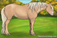Horse Color:Gold Champagne 