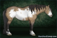Horse Color:Buckskin Dun Sabino Frame 