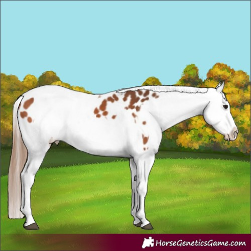 Horse Color:Bay Splash Tobiano Appaloosa  and Bay Splash Tobiano Appaloosa 