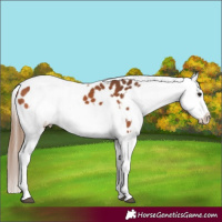 Horse Color:Bay Splash Tobiano Appaloosa  and Bay Splash Tobiano Appaloosa 