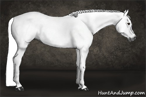 Horse Color:Gray Bay 