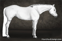 Horse Color:Gray Bay 