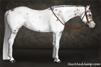 Horse Color:Bay Sabino 