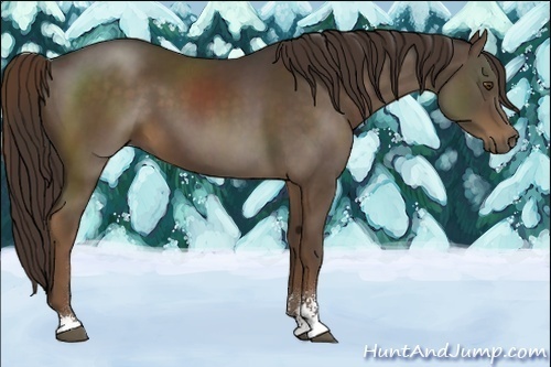 Horse Color:Liver Chestnut Sabino 
