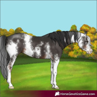 Horse Color:Liver Chestnut Sabino