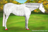 Horse Color:Gray Palomino and Gray Palomino Blanket