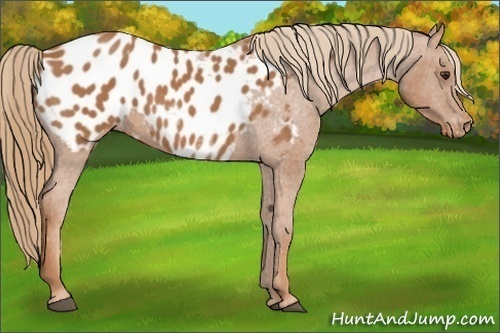 Horse Color:Chestnut Appaloosa 