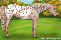 Horse Color:Chestnut Appaloosa