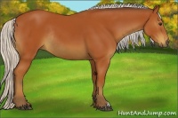 Horse Color:Silver Bay Rabicano