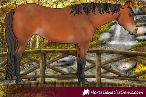 Horse Color:Bay 