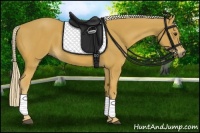 Horse Color:Palomino 
