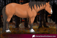Horse Color:Bay 