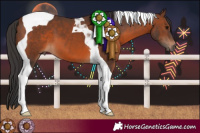 Horse Color:Brown Tobiano