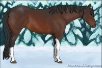 Horse Color:Brown Tobiano 