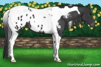Horse Color:Black Tobiano Appaloosa 