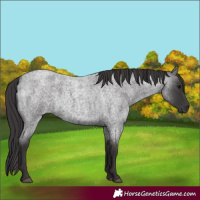 Horse Color:Smoky Blue Roan 