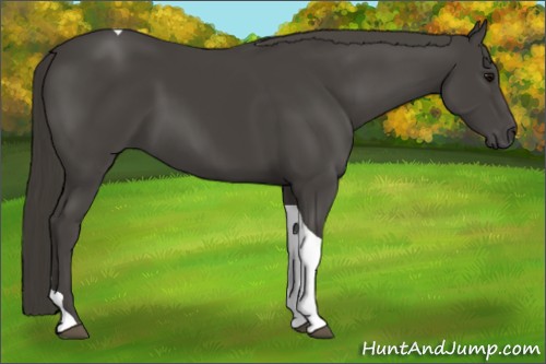 Horse Color:Smoky Black Tobiano 