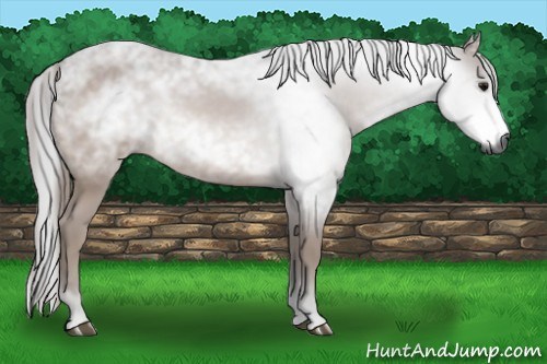 Horse Color:Gray Bay 