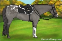 Horse Color:Grullo Appaloosa 