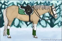 Horse Color:Silver Bay Dun Splash 