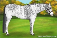 Horse Color:White Spotted Blue Roan Rabicano  and White Spotted Blue Roan Rabicano 