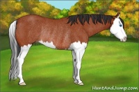 Horse Color:Bay Roan Splash Rabicano 