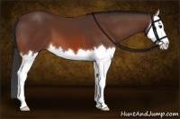 Horse Color:Brown Splash