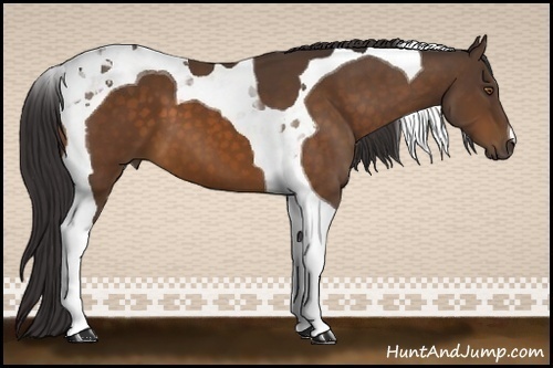 Horse Color:Buckskin Tobiano 
