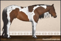 Horse Color:Buckskin Tobiano 