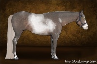 Horse Color:Silver Black Sabino 