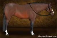 Horse Color:Bay Roan Sabino
