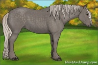 Horse Color:Silver Blue Roan 