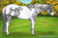 Horse Color:White Spotted Black Splash Tobiano Frame Varnish