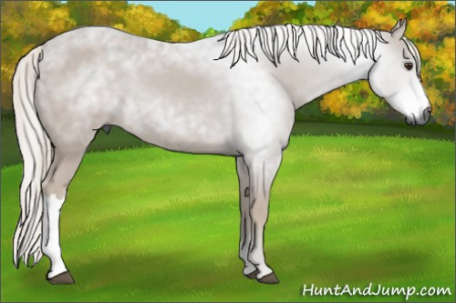 Horse Color:Gray Chestnut 