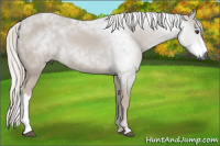 Horse Color:Gray Chestnut 