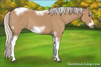Horse Color:Silver Bay Dun Sabino Tobiano Frame Rabicano 