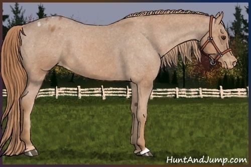 Horse Color:Chestnut Appaloosa 