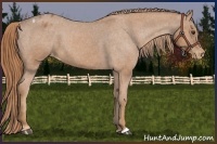 Horse Color:Chestnut Appaloosa 