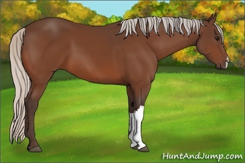 Horse Color:Silver Bay 