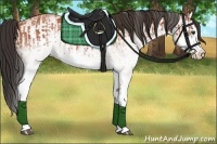 Horse Color:White Spotted Bay Splash  and White Spotted Bay Splash 