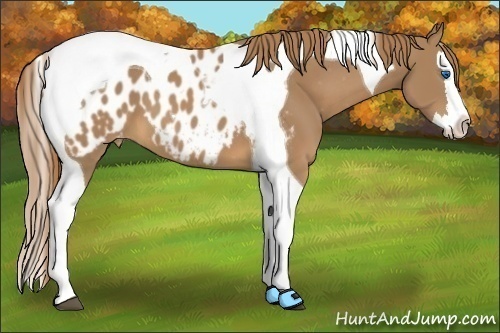 Horse Color:Chestnut Splash Tobiano Appaloosa 
