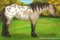 Horse Color:Bay Dun Appaloosa 