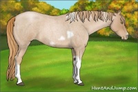 Horse Color:Red Roan Pearl Tobiano Frame 